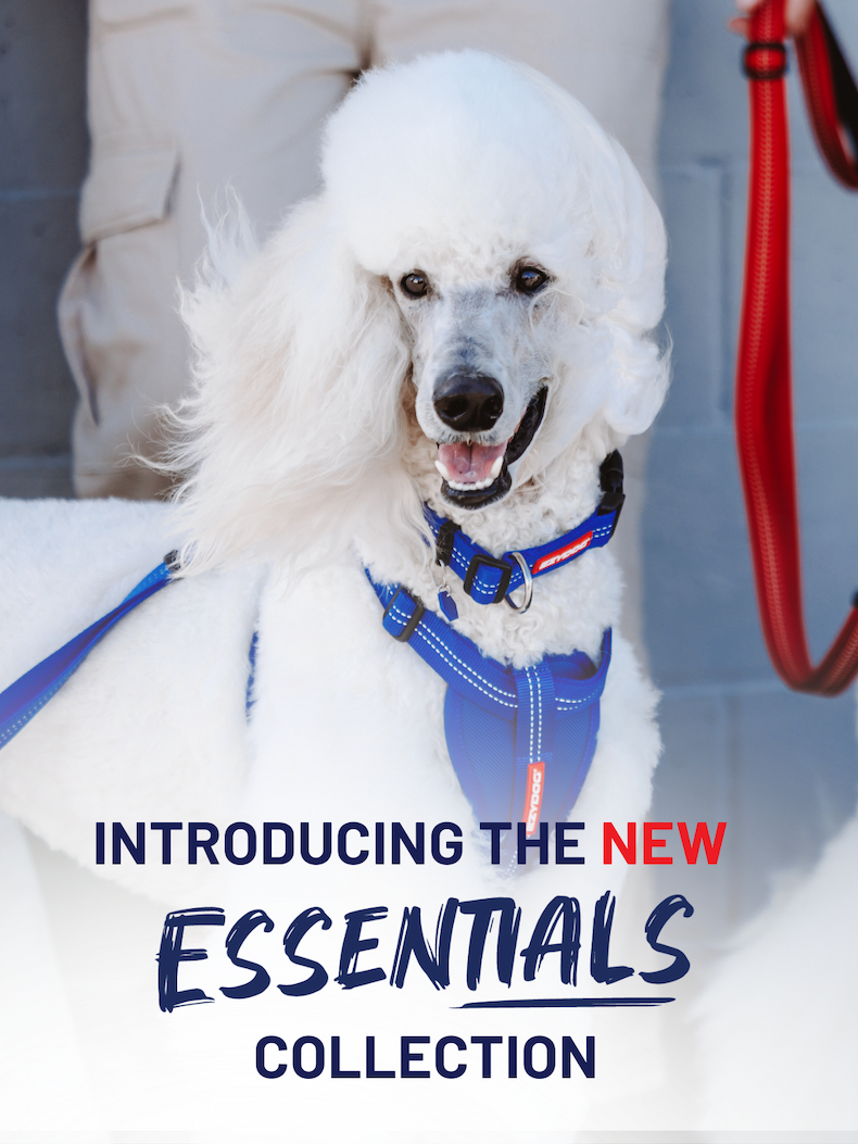 Built for the Wildest Adventures